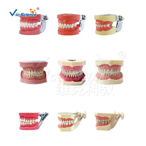 Molde de goma de bloque de mordida para educación dental modelo de dientes humanos realistas para Educación de Ciencias Médicas - Product Image 6