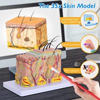 Modelo Anatómico de Capas de Piel de Plástico, Ampliado 35 Veces, YULIN YHE, para Estudios Científicos, Entrenamiento de Enfermeras, Uso por Pacientes, CE/ISO