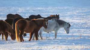 Material Alimentar Premium Pomace de Maçã Puro com Bom Sabor para Suplemento Alimentar Animal - Product Image 5