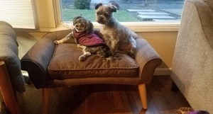 Custom Design High Quality Wooden Furniture Sofa Leg Cabinet Leg - Product Image 6