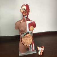 Modèle anatomique médical de torse humain double sexe, 85 cm, 17 parties, avec musculature