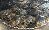 Pain crabe poulpe Cage De Pêche Personnalisé Lingot Cage Nylon Maille HDPE Crabe Piège Homard Aquaculture PE Crabe Pot