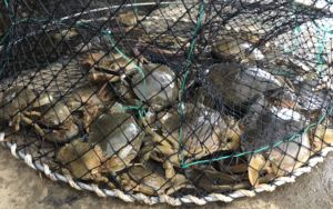 Bánh mì cua bạch tuộc lồng tùy chỉnh phôi lồng <span class=keywords><strong>nylon</strong></span> lưới <span class=keywords><strong>HDPE</strong></span> cua bẫy tôm hùm nuôi trồng thủy sản PE cua nồi - Product Image 6