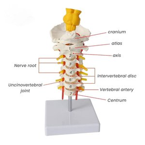 Modelo Anatómico Educativo de Columna Lumbar, Recurso Didáctico, Modelo de Columna <span class=keywords><strong>Cervical</strong></span> con Tronco Cerebral para Uso en Laboratorio - Product Image 3