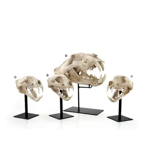 古董 3D树脂动物骷髅头装饰恐龙头骨头部模型家居装饰