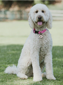 Hot Selling <strong>Personalised</strong> Silicone Name ID <strong>Tags</strong> for <strong>Dog</strong> and Cat - Product Image 4