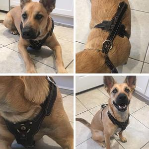 Kedatangan Baru Logo Kustom Tanpa Tarikan Besar Kulit Asli Harness untuk Anjing - Product Image 2