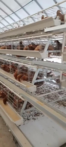 Gran oferta <span class=keywords><strong>de</strong></span> jaulas <span class=keywords><strong>de</strong></span> pollo galvanizadas tipo A completamente automatizadas, equipo <span class=keywords><strong>de</strong></span> granja especializado para cría <span class=keywords><strong>de</strong></span> aves <span class=keywords><strong>de</strong></span> corral, nueva jaula <span class=keywords><strong>de</strong></span> gallo - Product Image 6