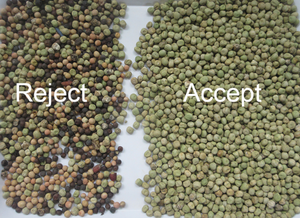 Clasificador de Forma y Color de Alta Precisión WENYAO 99.99% para Clasificación de Trigo, Capacidad de 500 kg, Alta Tasa de Retención para Frijol, Mung y Soja - Product Image 3