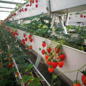 גידול נוץ nft צינור צינור צינור pvc מרובע חקלאות הידרופונית - Product Image 5