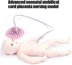 실물 크기 인간 신생아 훈련 모델 PVC 탯줄 태반 관리 모델 신생아 시뮬레이터-교육 교육 교육 아기를위한 - Product Image 2
