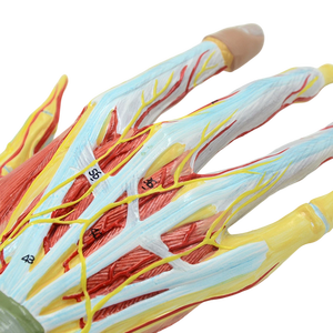 Modelo de Anatomía de Mano Desmontable de Tamaño Real con Vasos Sanguíneos y Nervios, 7 Partes - Modelo Anatómico de Ciencias Médicas - Product Image 3