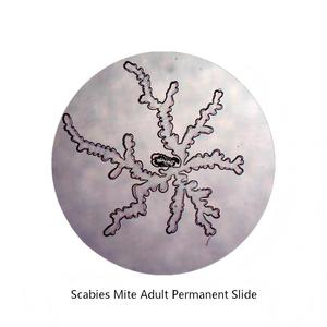 Lames préparées de Sarcoptes Scabiei pour adultes, spécimens biologiques de laboratoire pour l'enseignement de la biologie médicale et la recherche en laboratoire - Product Image 2