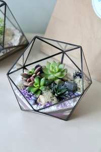 Kit de Terrario Personalizado para Crear tu Propio <span class=keywords><strong>Oasis</strong></span>, Decoración para el Hogar, Ideal para la Sala de Estar, Excelente para Regalos de Inauguración - Product Image 5