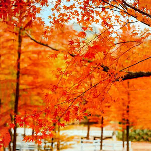 Serat kaca dalam ruangan besar buatan pohon Maple merah bunga pinus bionik Zen lansekap jendela dekorasi lantai jendela SELAMAT DATANG - Product Image 3