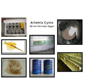 עתירת חלבון ותזונה גבוהה ציסטות ציסטות/ביצי שרימפס מלח מלח - Product Image 6