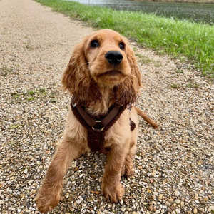 メーカーカスタムカラーとロゴ入りシェルパフリース犬用ペットハーネス、ソフトで高級な犬用ハーネスベスト - Product Image 6