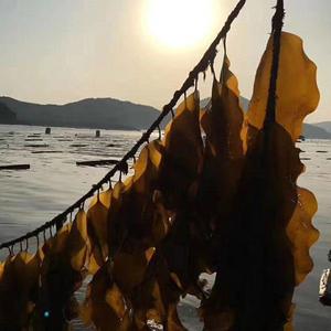 Kelp organik panggang dan Sun kering seluruh rumput laut segar Nori grosir bebas pasir dan harga pengurangan dipertebal - Product Image 6