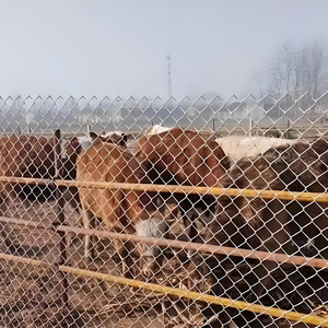 Malla de Alambre Resistente a <span class=keywords><strong>los</strong></span> Rayos UV, Ideal para Cercas Escolares y Seguridad en Parques - Product Image 5