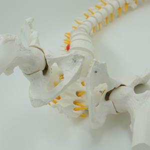 Modèles de colonne vertébrale humaine pour l'enseignement médical, y compris des modèles avec points d'origine et d'insertion musculaire, vente en gros. - Product Image 3
