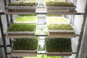 Système de germination hydroponique vertical commercial de 100 kg/jour pour fourrage, avec pompe et gouttière automatique en acier inoxydable - Product Image 4