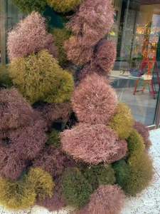 2025 Vente Chaude 20-30cm Préservé Tumbleweed Fleurs Séchées pour Table Basse Décoration Arrangements De Mariage Saint Valentin - Product Image 4