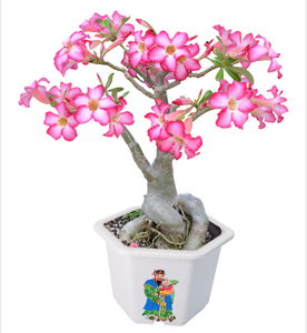 Maceta de plástico decorativa con patrones impresos de la suerte | Maceta de PP duradera para plantas de interior y exterior de tamaño pequeño - Product Image 5