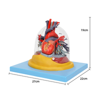 Modèle médical du cœur, des poumons, de la trachée et du système bronchique humain, pour la chirurgie thoracique, la cardiologie et le système respiratoire