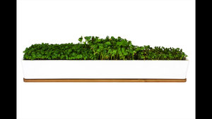 MUSTARD S Microgreens <span class=keywords><strong>Kit</strong></span> de culture de cuisine avec couvercle en bambou - Product Image 5