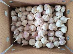 China Alho Fresco Ail Ajo Alho para Preço de Atacado Alho Branco Fresco Em Pó Exportadores Ideal para Importação - Product Image 3