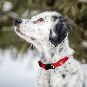 <span class=keywords><strong>Collar</strong></span> de perro de servicio antipérdida intermitente LED recargable por USB de nuevo diseño - Product Image 6