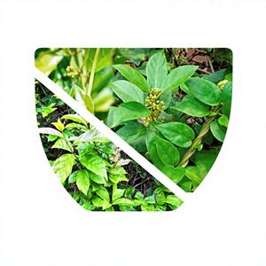 Tisane de feuilles de Gymnema et de Celastrus – Soutien naturel du taux de sucre sanguin – Mélange premium 2G – Marque NMPT – Vietnam – Durée de conservation de 2 ans - Product Image 1