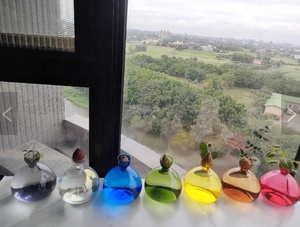 Kit per la coltivazione di avocado ecologico in offerta speciale, ciotola per la semina di avocado, vassoio in vetro e sughero per la germinazione dei <span class=keywords><strong>semi</strong></span>, contenitore trasparente per l'acqua, per la casa - Product Image 6