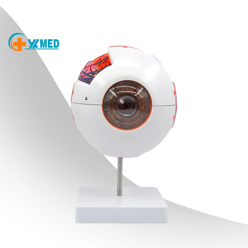 Human PVC Eyeball Model 6 times magnification eyeball model, five sense organs eye anatomy teaching model for medical use