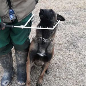 Collar de adiestramiento canino Tengu Pursuit blanco, corrector manual de talón y posicionador para perros de trabajo - Product Image 1