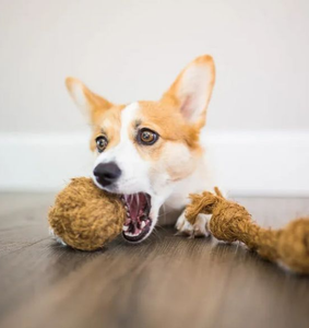 Wholesale Eco Friendly Coconut Fiber Ropes and <b>Balls</b> for <b>Dog</b> Chew Toys High Quality Coco Husk Pet Chewing Toy From Vietnam - Product Image 2