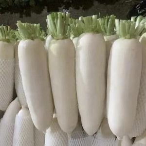 Củ cải trắng tươi chất lượng cao để bán buôn cho nhu cầu ẩm thực của bạn - Product Image 6