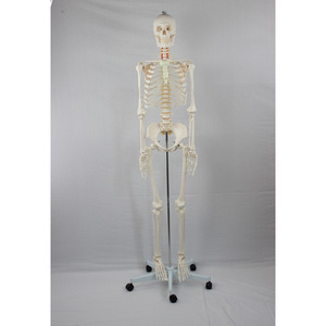 Adult female skeleton with spinal nerves and carotid arteries, packaged in a <b>foam</b> box. Medical teaching equipment. - Product Image 3