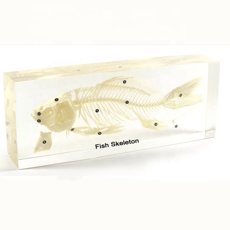 Nanning Qianfan образовательные товары жабы скелет