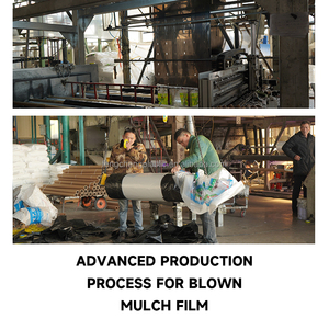 Feuille de <span class=keywords><strong>paillage</strong></span> de tomate pour la couverture du sol et la rétention d'humidité Film de paillis en plastique rayé noir - Product Image 3