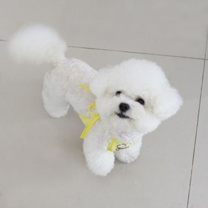 ผ้ากันเปื้อนสุนัขลายสัตว์น่ารัก สีเหลือง ฟ้า ชมพู ผ้าโพลีเอสเตอร์ สำหรับสุนัขตัวเล็ก ป้องกันความหนาวเย็น - Product Image 3