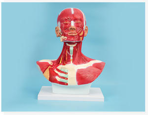 साइकडु सिर गर्दन छाती स्थानीय विश्लेषण मॉडल मानव सिर और चेहरे की मांसपेशी शरीर शरीर रचना सिर गर्दन और छाती मॉडल चेहरे की मांसपेशी मॉडल - Product Image 3