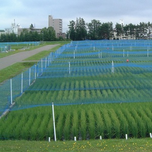 Vườn Ong mật độ cao chống chim Thiết kế hiệu quả kiểm soát dịch hại giải pháp dâu tây lĩnh vực chim bảo vệ Net, chim bằng chứng Net - Product Image 3