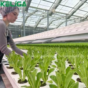 Proveedor de instalación simple, gran invernadero, sistemas de cultivo hidropónico de lechuga - Product Image 5