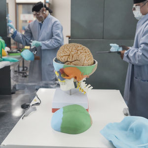 7 servikal vertebra sinir arter ve 8 parça beyin kafatası 3D modeli PVC malzeme - Product Image 3