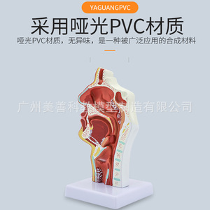Modelo anatómico patológico de la cavidad nasal; modelo de enseñanza de otorrinolaringología; cavidad nasal; nariz; modelo de estructura oral-nasal - Product Image 2