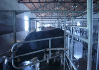 Équipement de traite robuste pour ferme laitière, pompe à vide en acier inoxydable de qualité alimentaire, conception facile à nettoyer pour grandes exploitations bovines