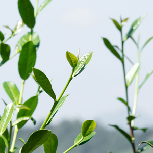 Thé Oolong naturel de Taïwan au Osmanthus, Thé Oolong Guihua en vrac, saveur florale d'Osmanthus, mélange de Thé <span class=keywords><strong>Tieguanyin</strong></span> d'Anxi de haute montagne - Product Image 6