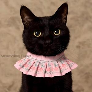 Grande écharpe à imprimé floral Bandanas de luxe pour chats et chiens Collection printemps bavette en polyester Ragdoll vêtements en forme de triangle - Product Image 6