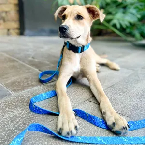 Gacent fabrika özel kişiselleştirilmiş özel etiket ayarlanabilir yumuşak Polyester naylon sublime Pet köpek tasması